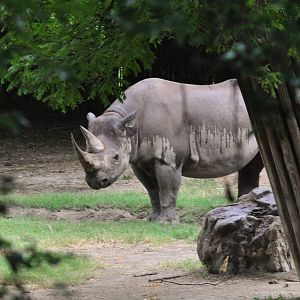 Black Rhinoceros