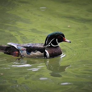 Wood Duck