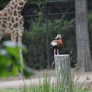 Black-bellied Whistling Duck and Giraffe