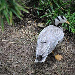 Bar-headed Goose