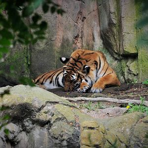 Malayan Tiger Exhibit