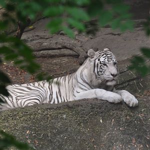 White Bengal(ish) Tiger