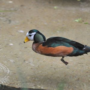 African Pygmy Goose