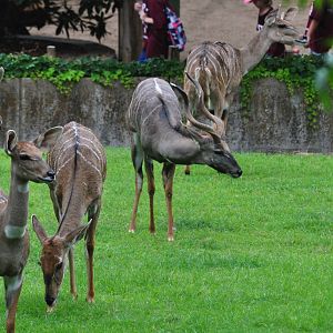 Lesser Kudu Exhibit