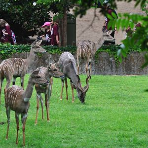 Lesser Kudu Exhibit