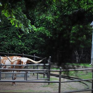 Texas Longhorn