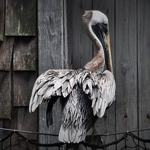 Brown Pelican