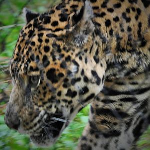 Jaguar