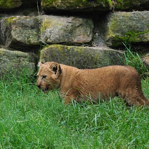 African Lion cub