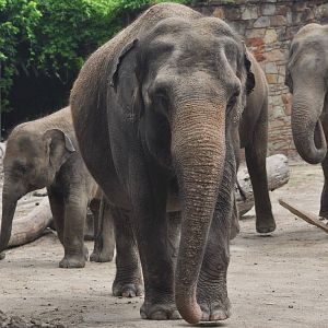 Asian Elephants