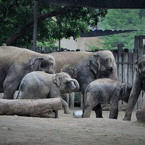 Asian Elephant Exhibit