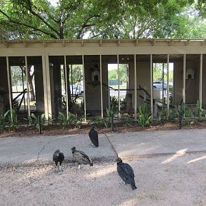 Great Horned Owl + Crested Caracara Exhibits (plus wild Black Vultures)