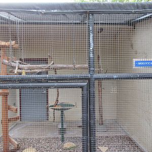Moluccan Cockatoo Exhibit