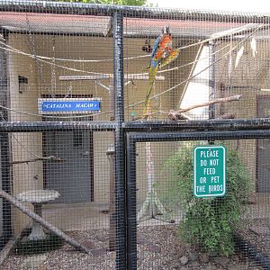 Catalina Macaw Exhibit
