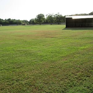 American Bison Exhibit