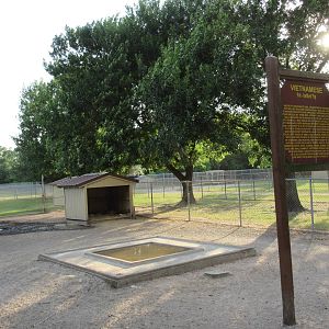 Vietnamese Pot-Bellied Pig Exhibit