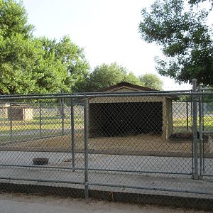Domestic Pig Exhibit