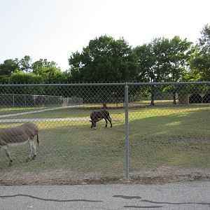 Sicilian Donkey Exhibit