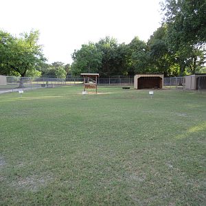Domestic Sheep Exhibit