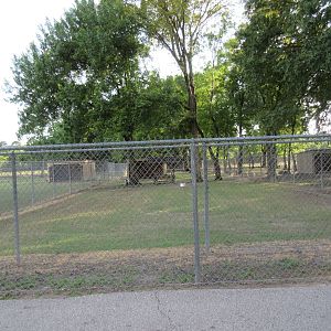 Domestic Goat Exhibit