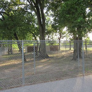 Domestic Goat Exhibit