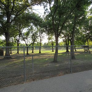 Domestic Goat Exhibit