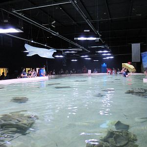 Stingray Touch Tank (a massive exhibit)