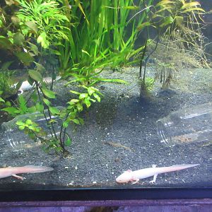 Axolotls with Glass Jars