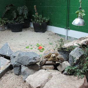 Tortoise Escape! - love the potted plants everywhere