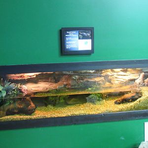Smooth-Fronted Caiman Exhibit