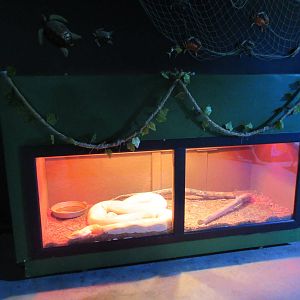 Burmese Python Exhibit