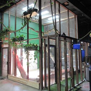 Walk-Through Iguana Exhibit (home to probably 50 lizards)