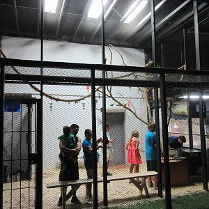 Walk-Through Bird Exhibit #1