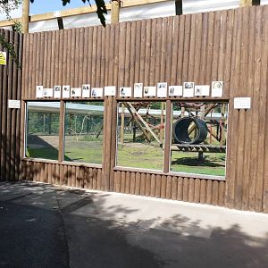 Bachelor Chimpanzees new viewing window