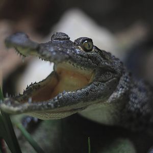 Baby croc