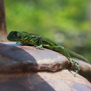 Iguana