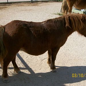 Shetland pony