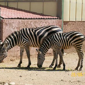 Grant's zebra