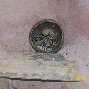 Leopard gecko
