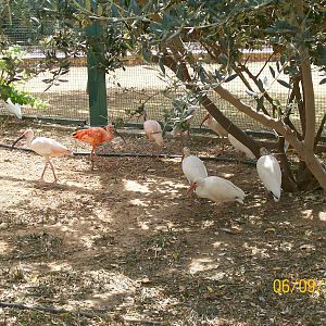 American white and scarlet ibises