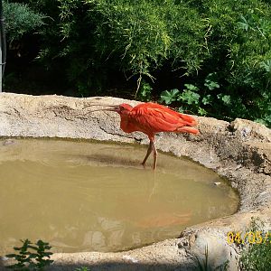 Scarlet ibis