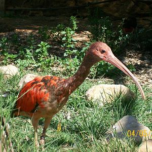 Scarlet ibis