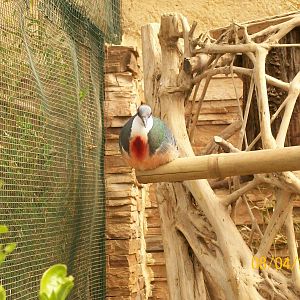 Luzon bleeding-heart