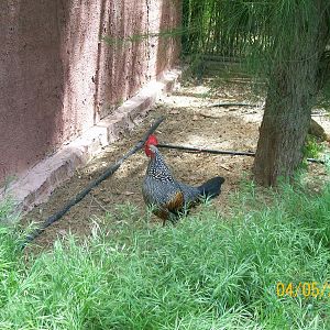 Grey junglefowl