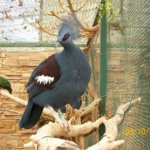 Western crowned pigeon