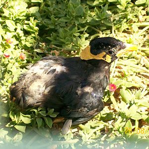 Common hill myna