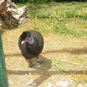 Crested guineafowl