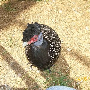 Crested guineafowl