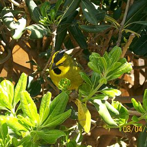 Yellow cardinal
