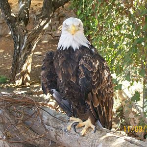 Bald eagle